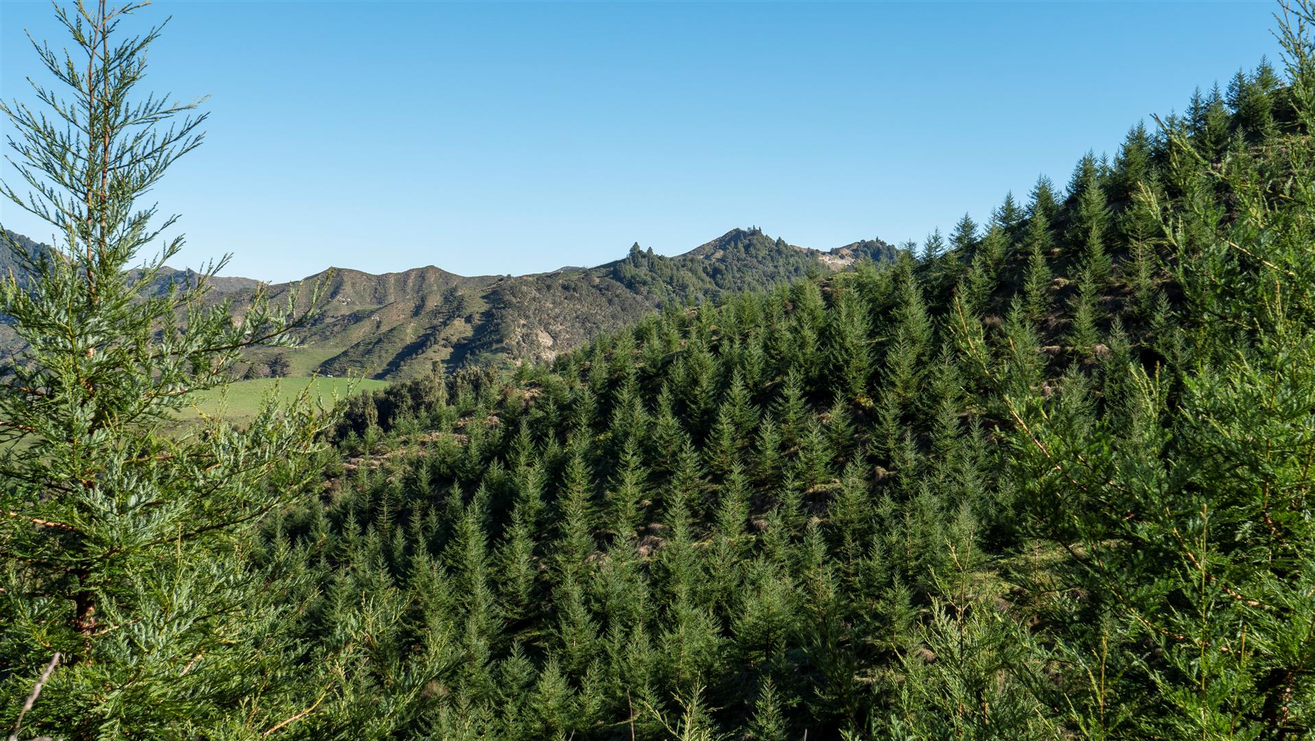 UNDER CONTRACT - New Zealand Redwood Company (NZRC) Estate