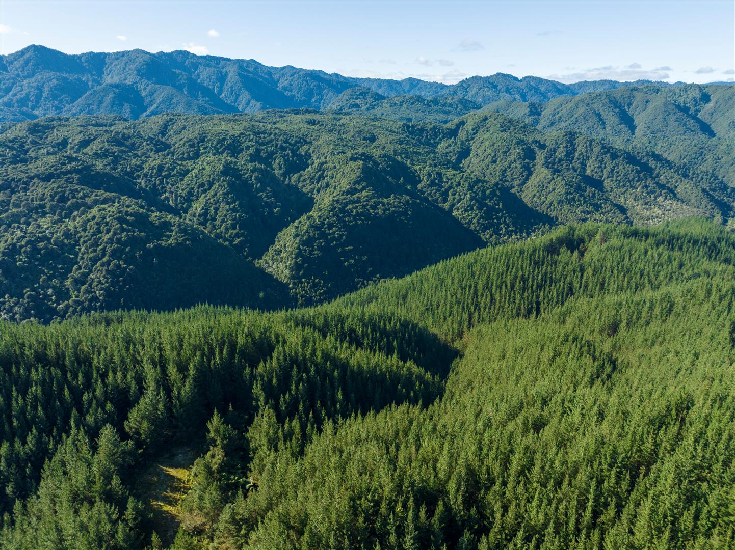 UNDER CONTRACT - Eastern Bay of Plenty (EBoP) Forests
