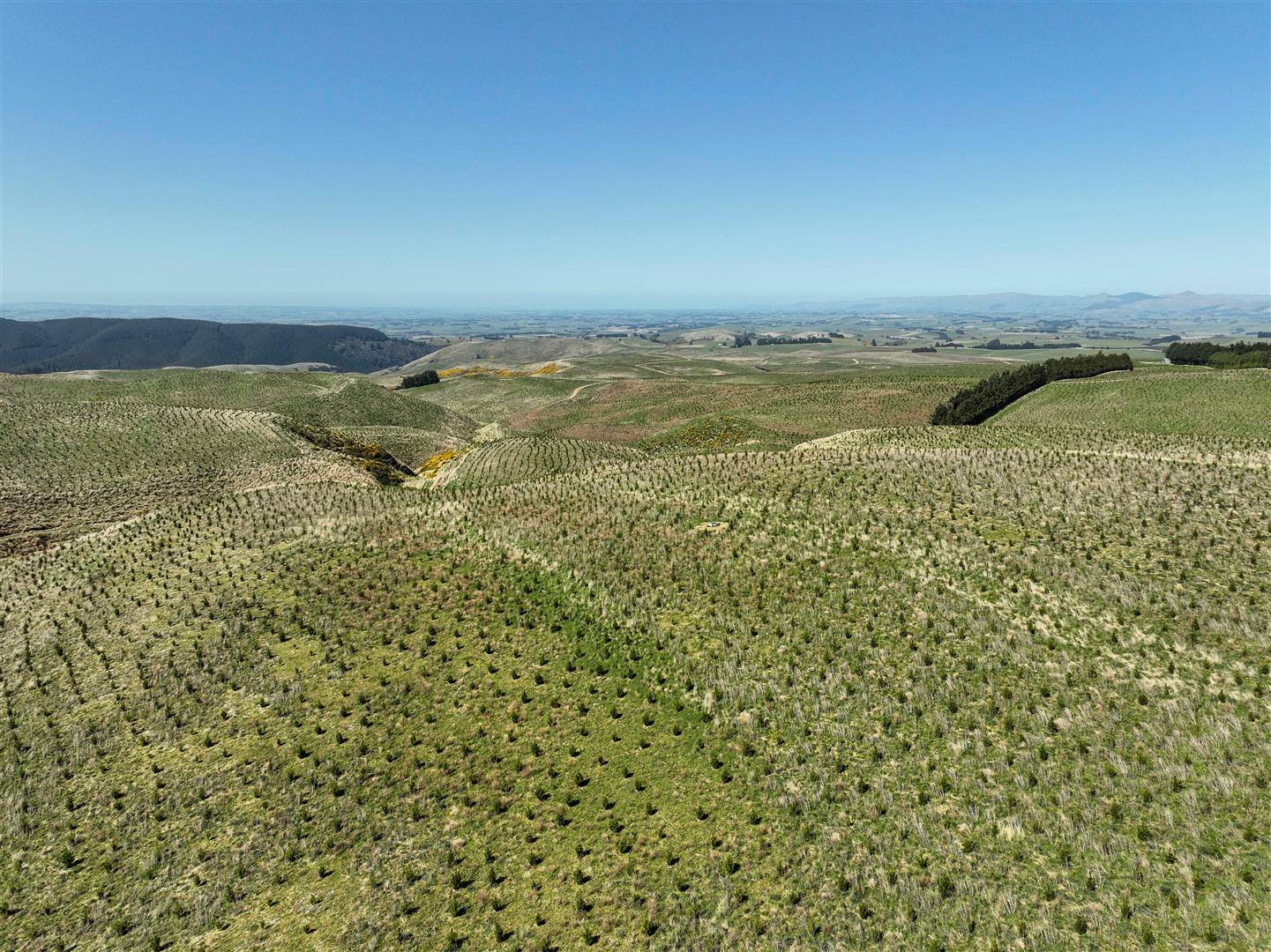 Deep South Afforestation – 2,675ha NSA – Southland & Otago