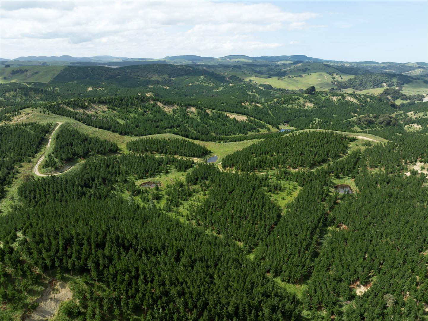 Alta Forest