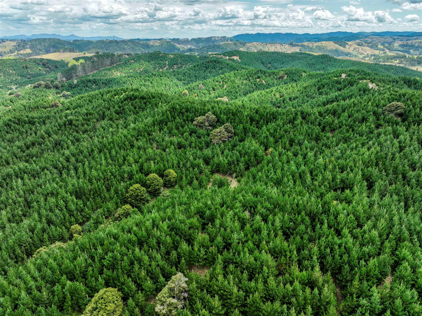 Maungaturoto Forest