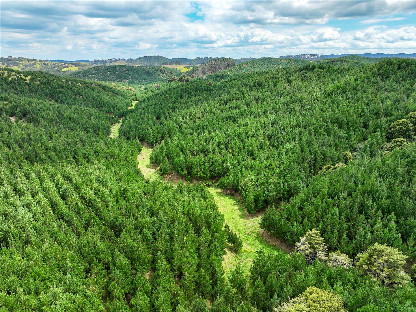 Maungaturoto Forest - UNDER CONTRACT