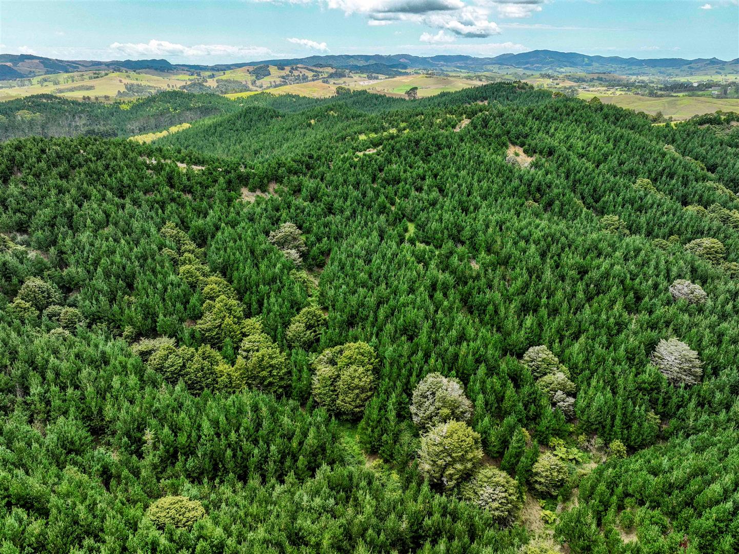 Maungaturoto Forest - UNDER CONTRACT