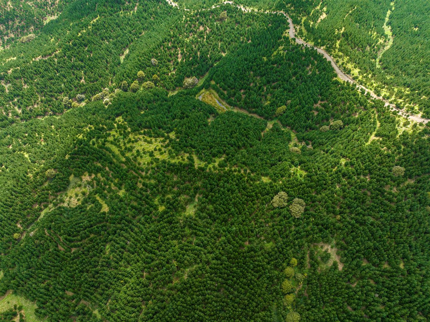 Maungaturoto Forest - UNDER CONTRACT