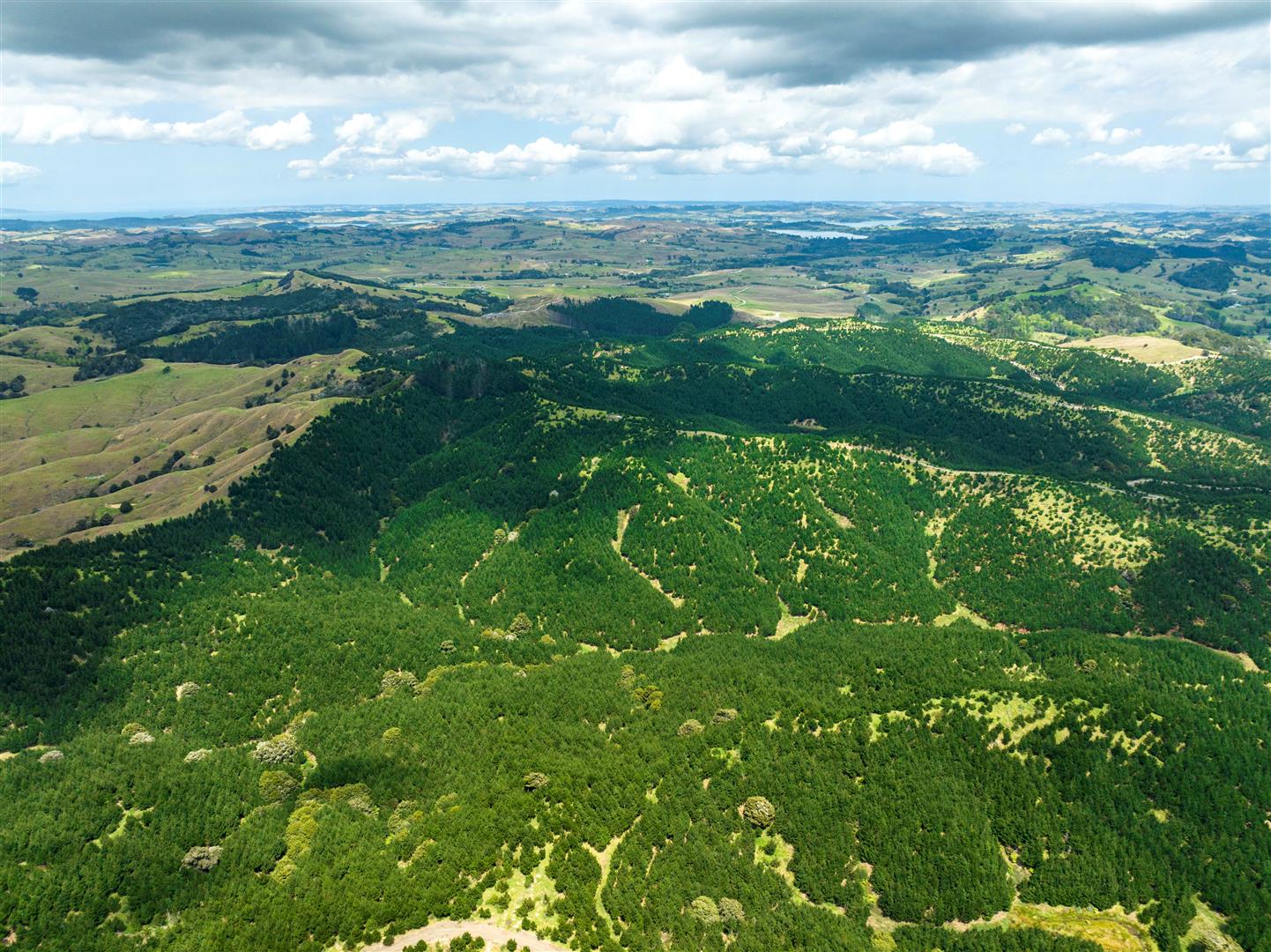 Maungaturoto Forest - UNDER CONTRACT