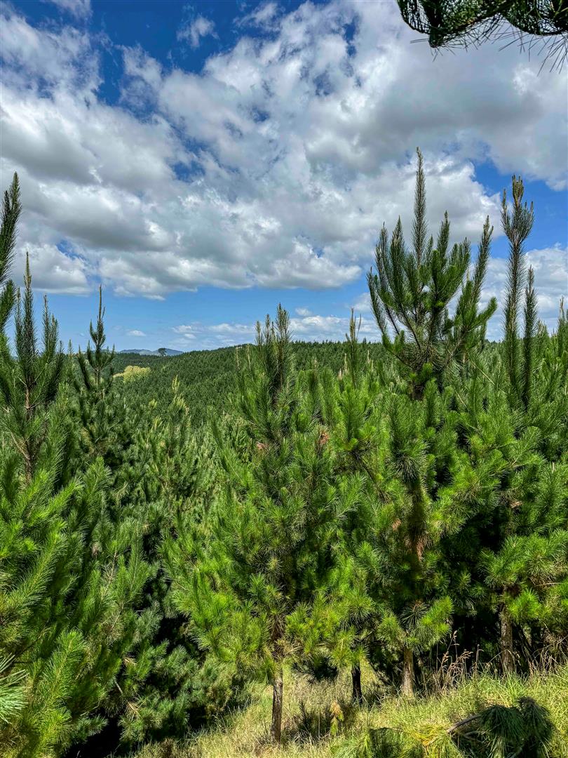 Maungaturoto Forest - UNDER CONTRACT