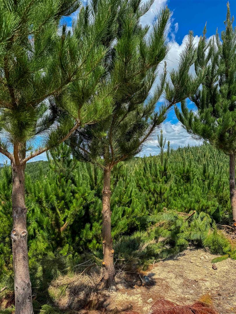 Maungaturoto Forest - UNDER CONTRACT