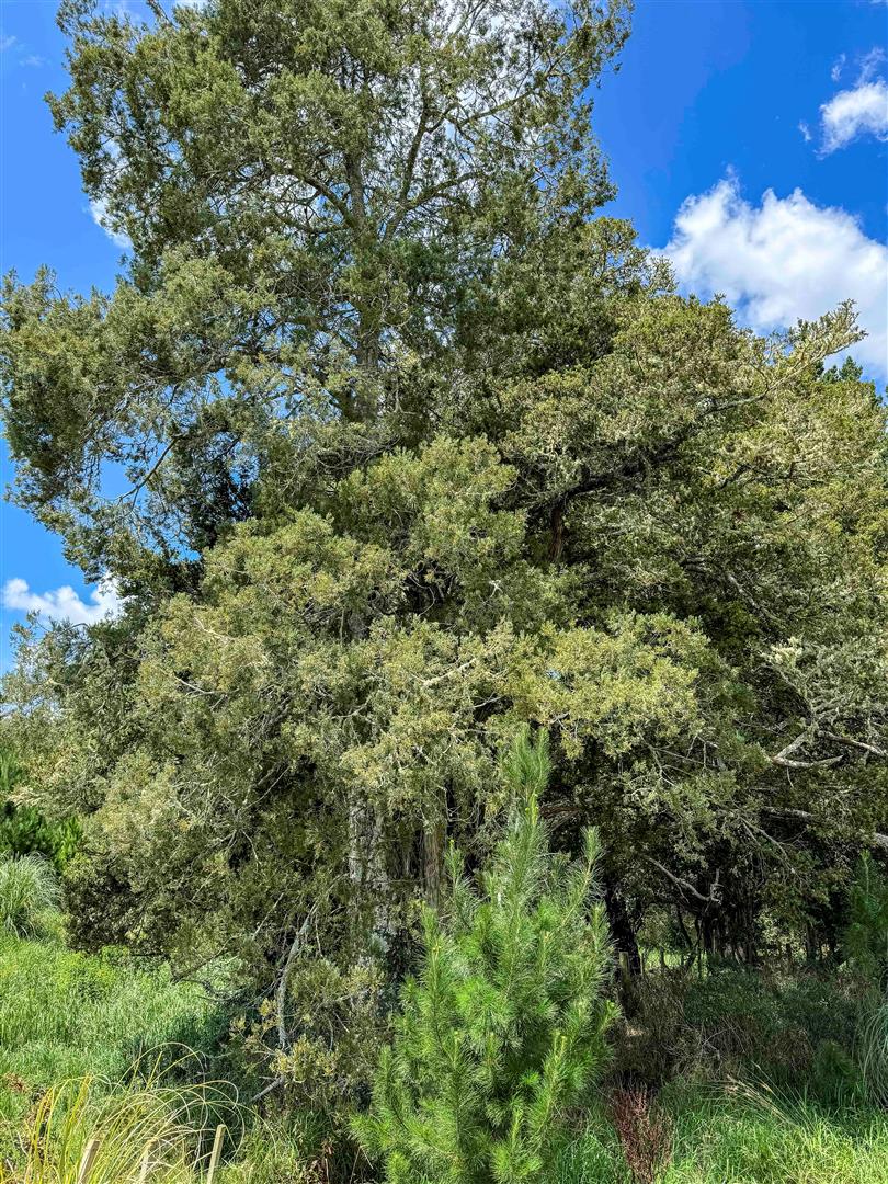 Maungaturoto Forest - UNDER CONTRACT