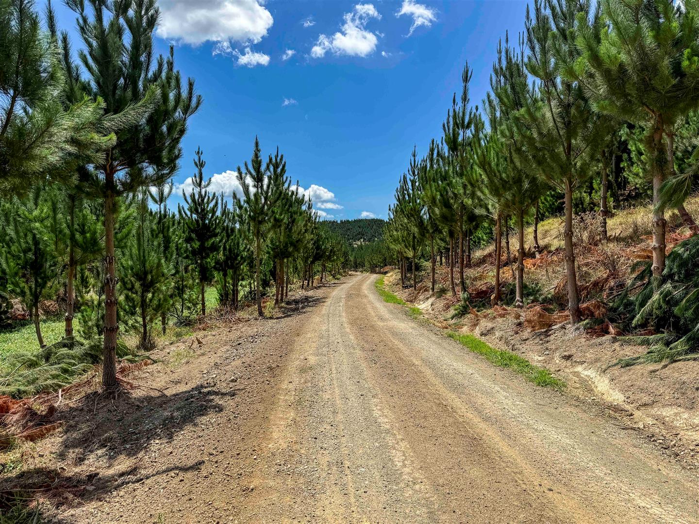Maungaturoto Forest - UNDER CONTRACT