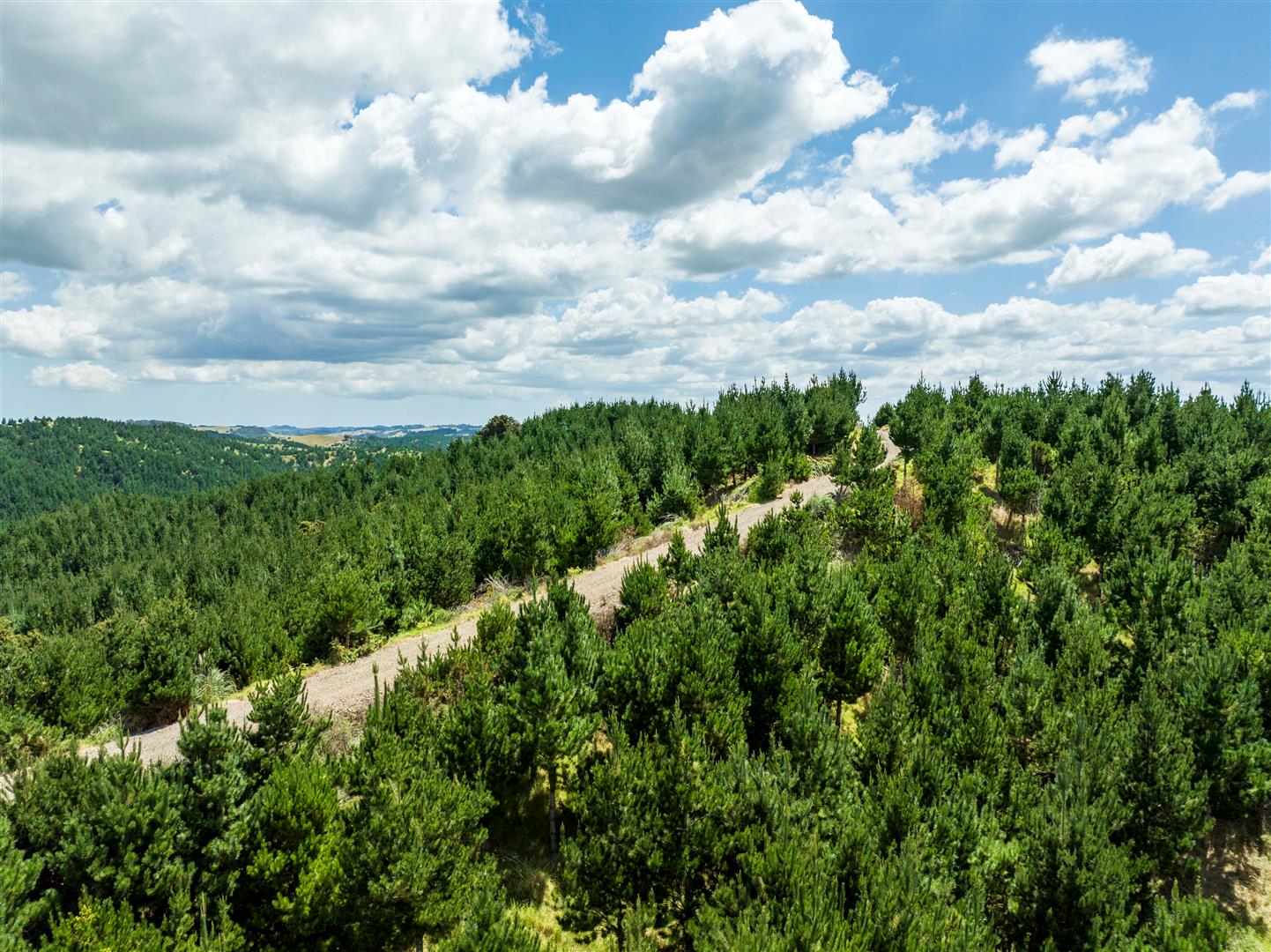 Maungaturoto Forest - UNDER CONTRACT