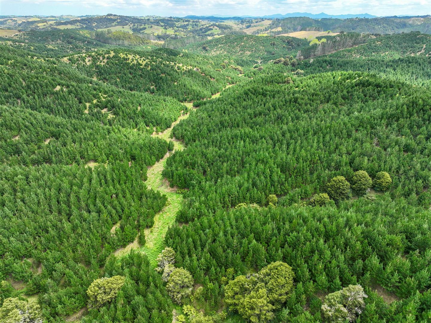 Maungaturoto Forest - UNDER CONTRACT