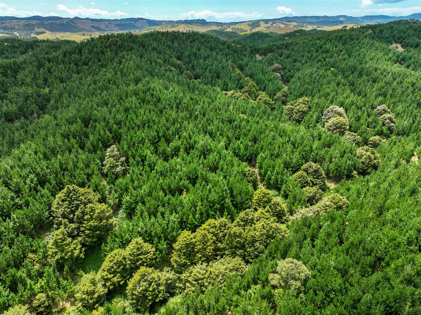Maungaturoto Forest - UNDER CONTRACT