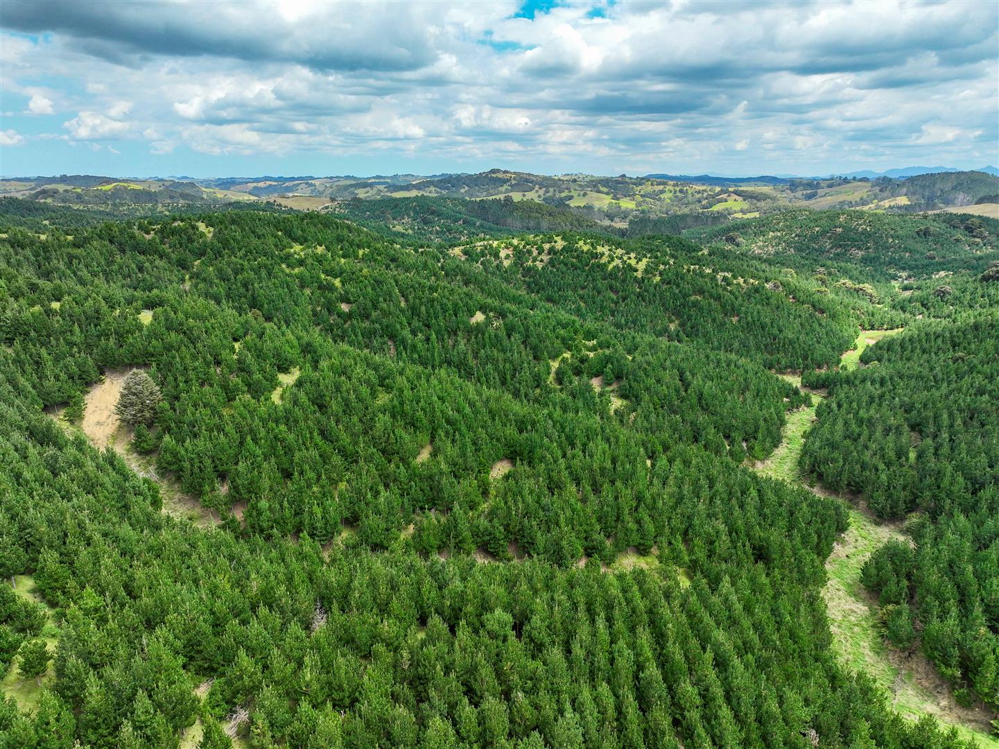 Maungaturoto Forest - UNDER CONTRACT