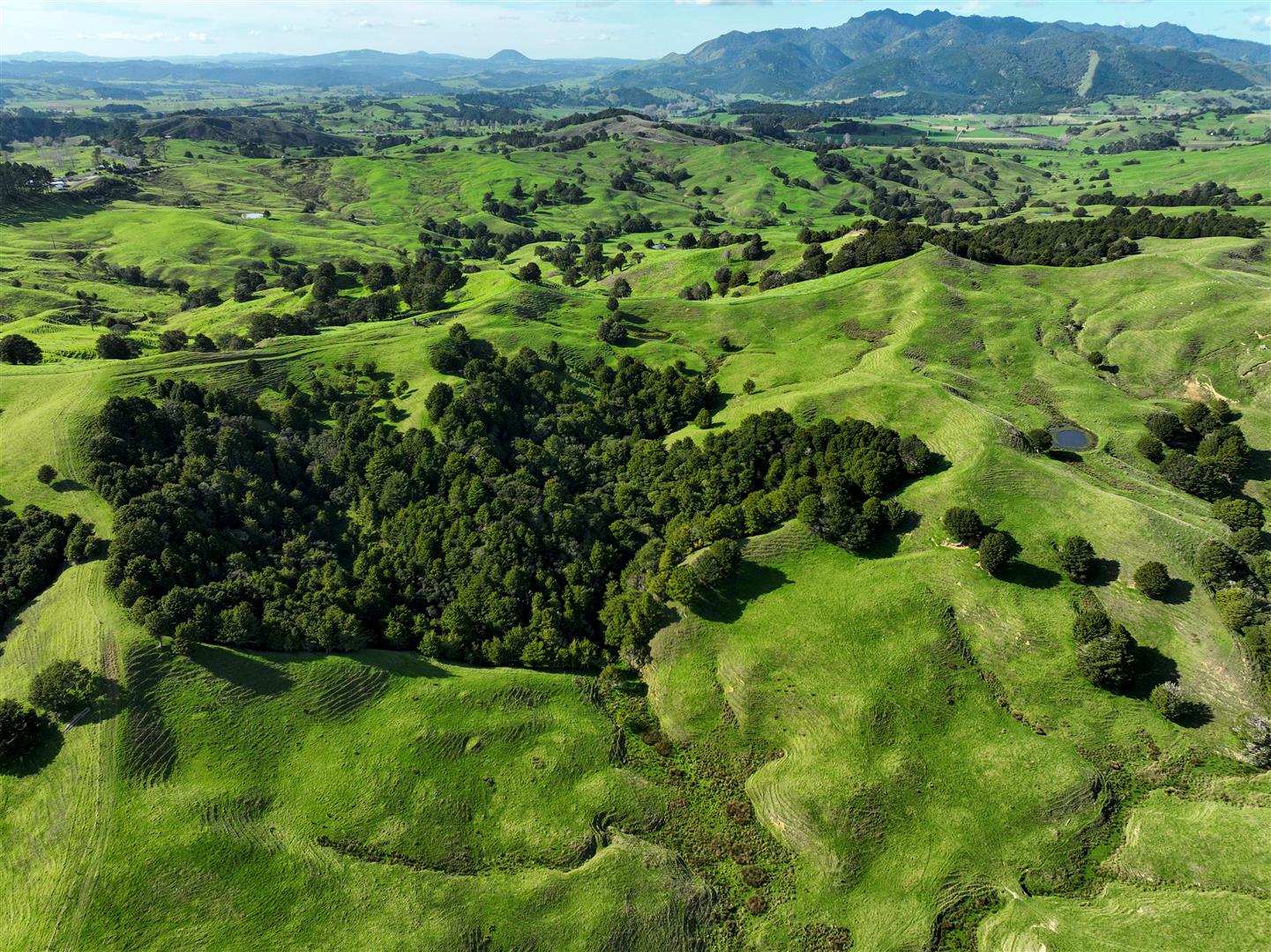 Paradise Forest - UNDER CONTRACT