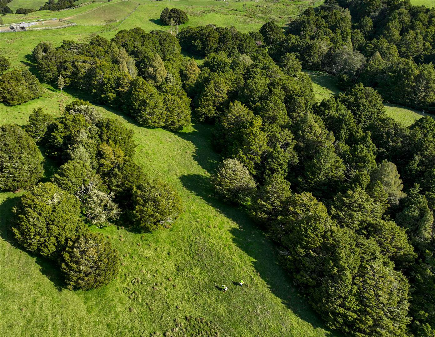 Paradise Forest - UNDER CONTRACT