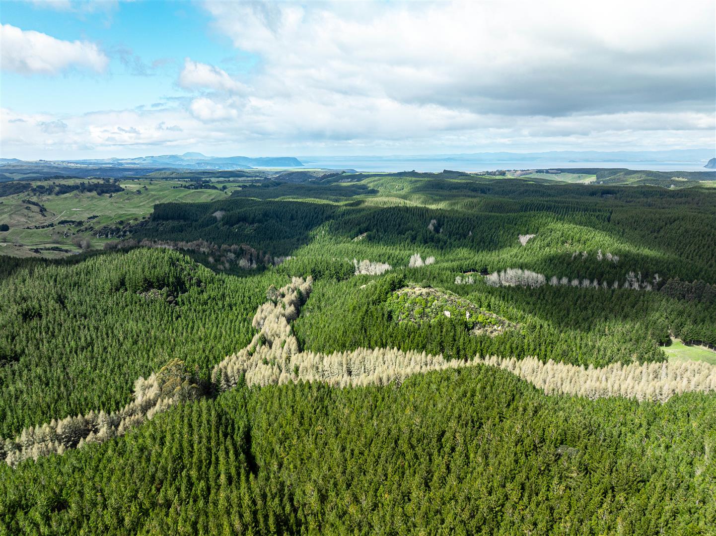 Hingarae Forest - UNDER CONTRACT