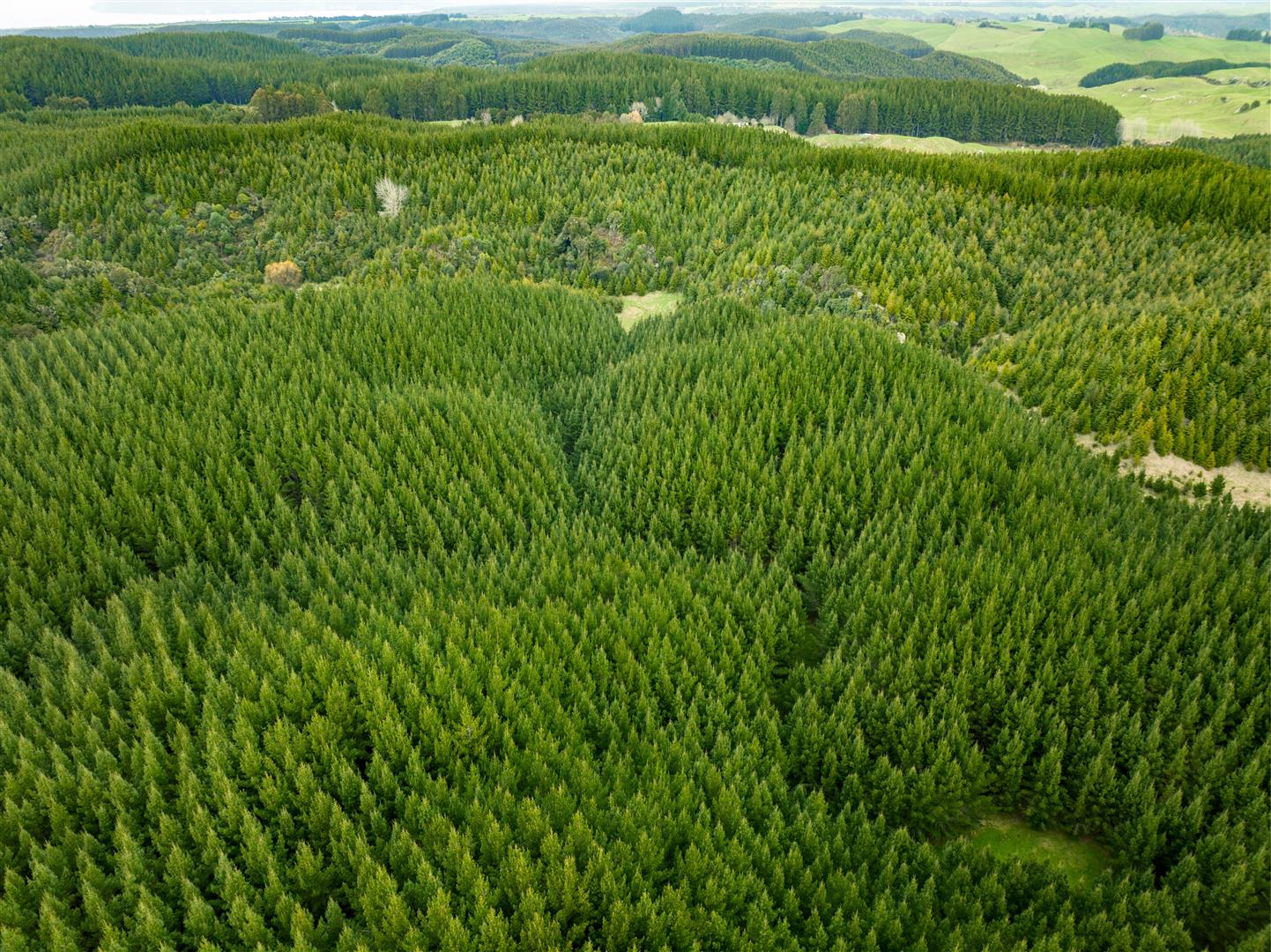 Hingarae Forest - UNDER CONTRACT