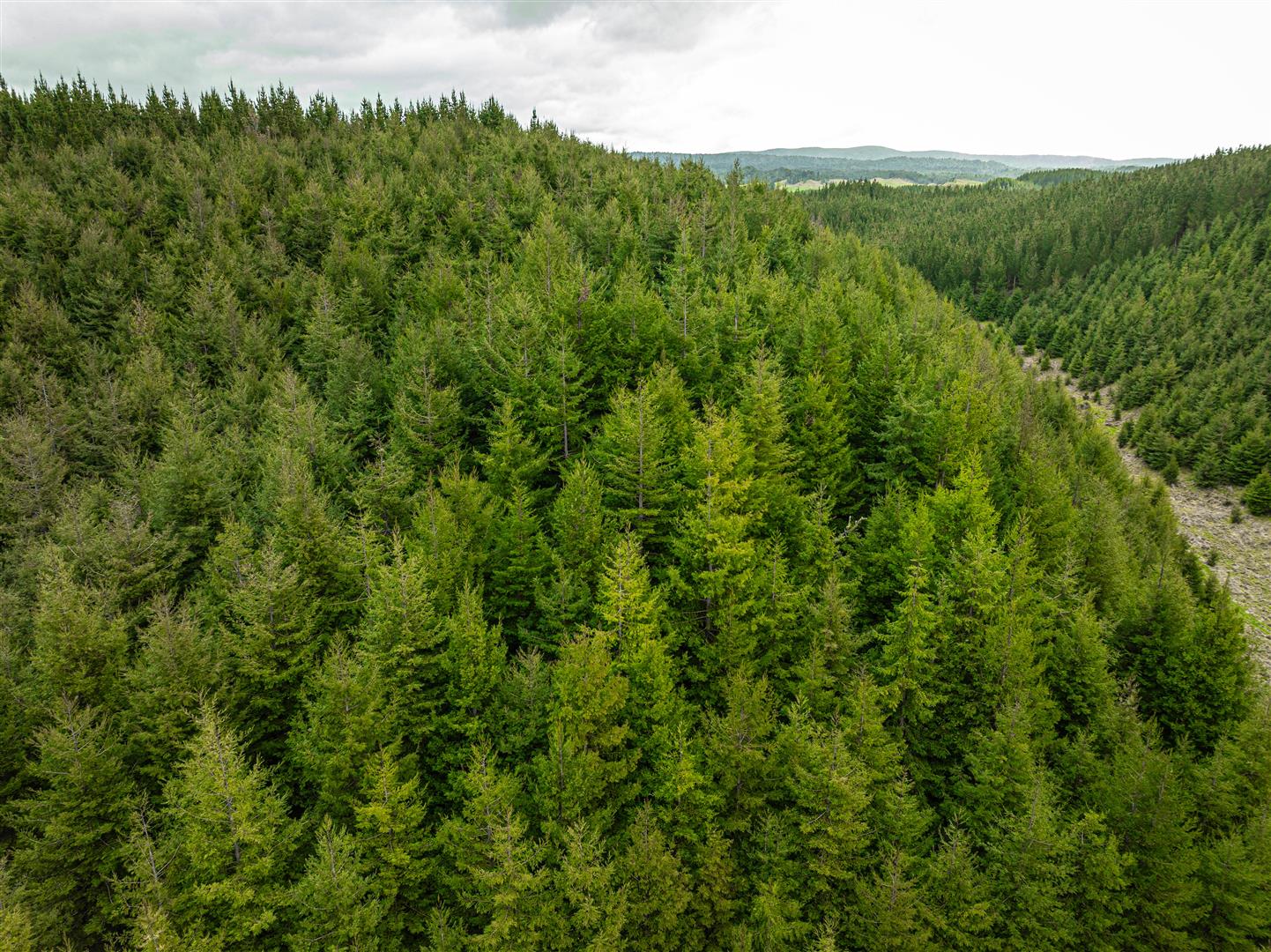 Hingarae Forest - UNDER CONTRACT
