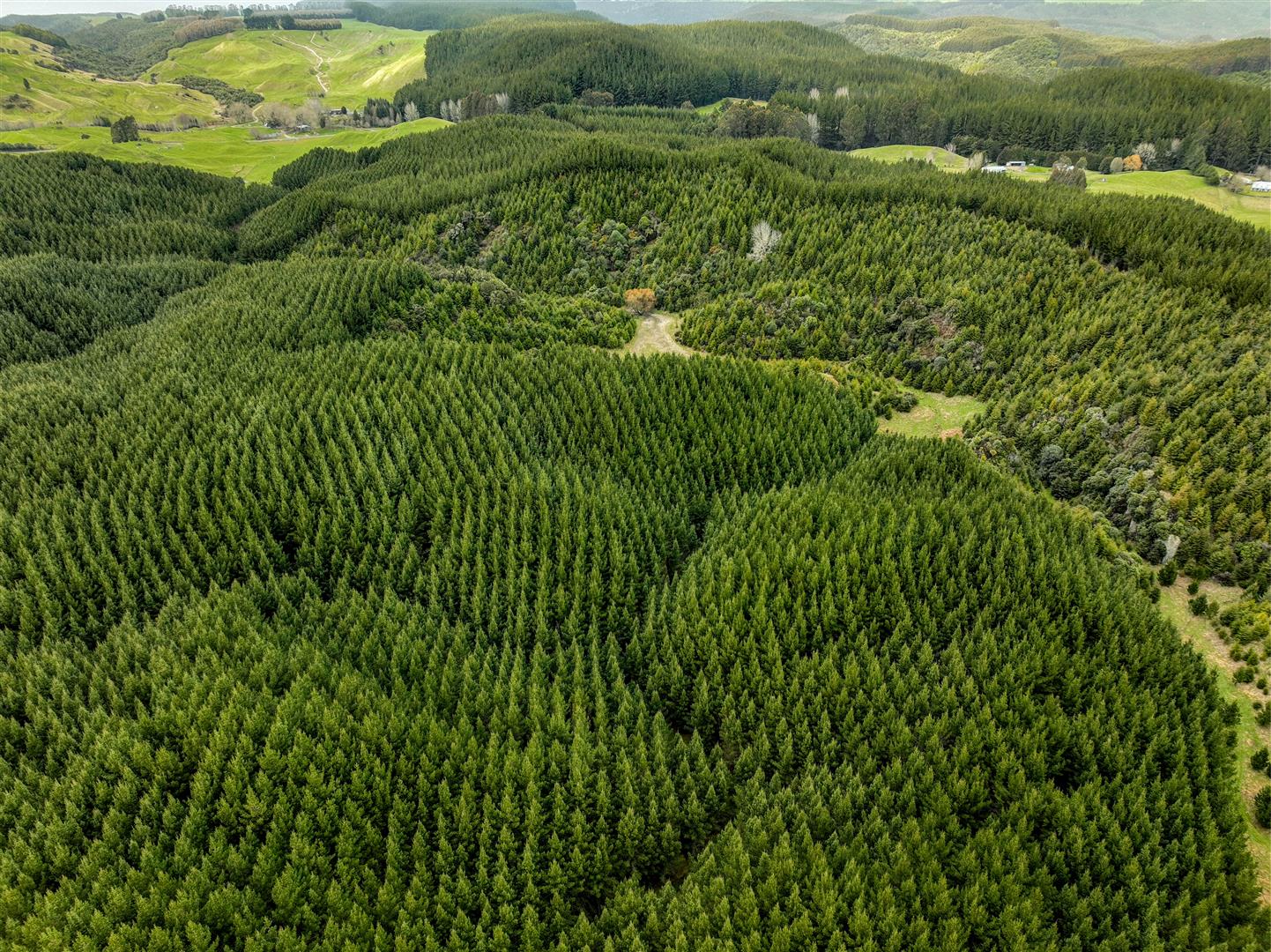 Hingarae Forest - UNDER CONTRACT