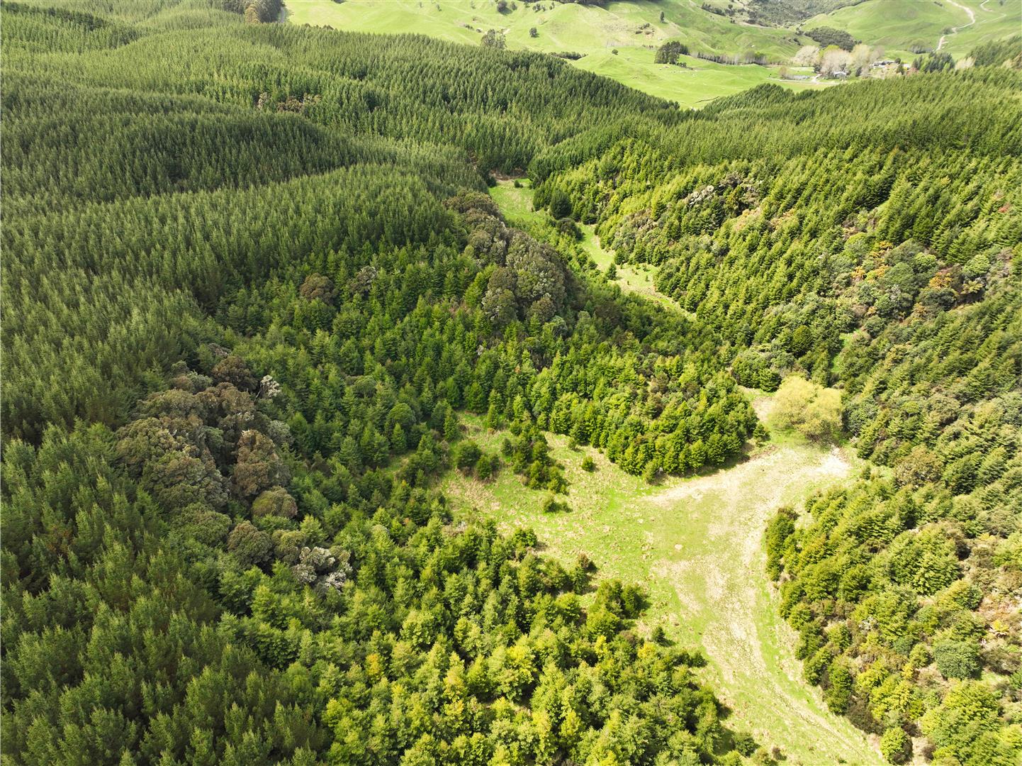 Hingarae Forest - UNDER CONTRACT