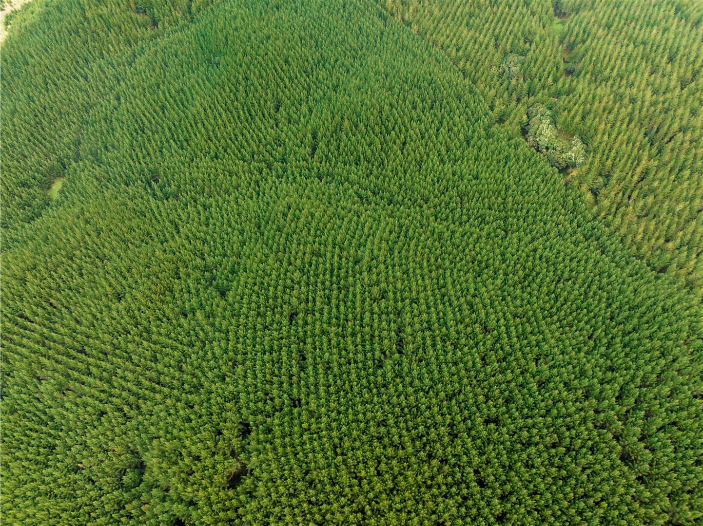 Hingarae Forest - UNDER CONTRACT