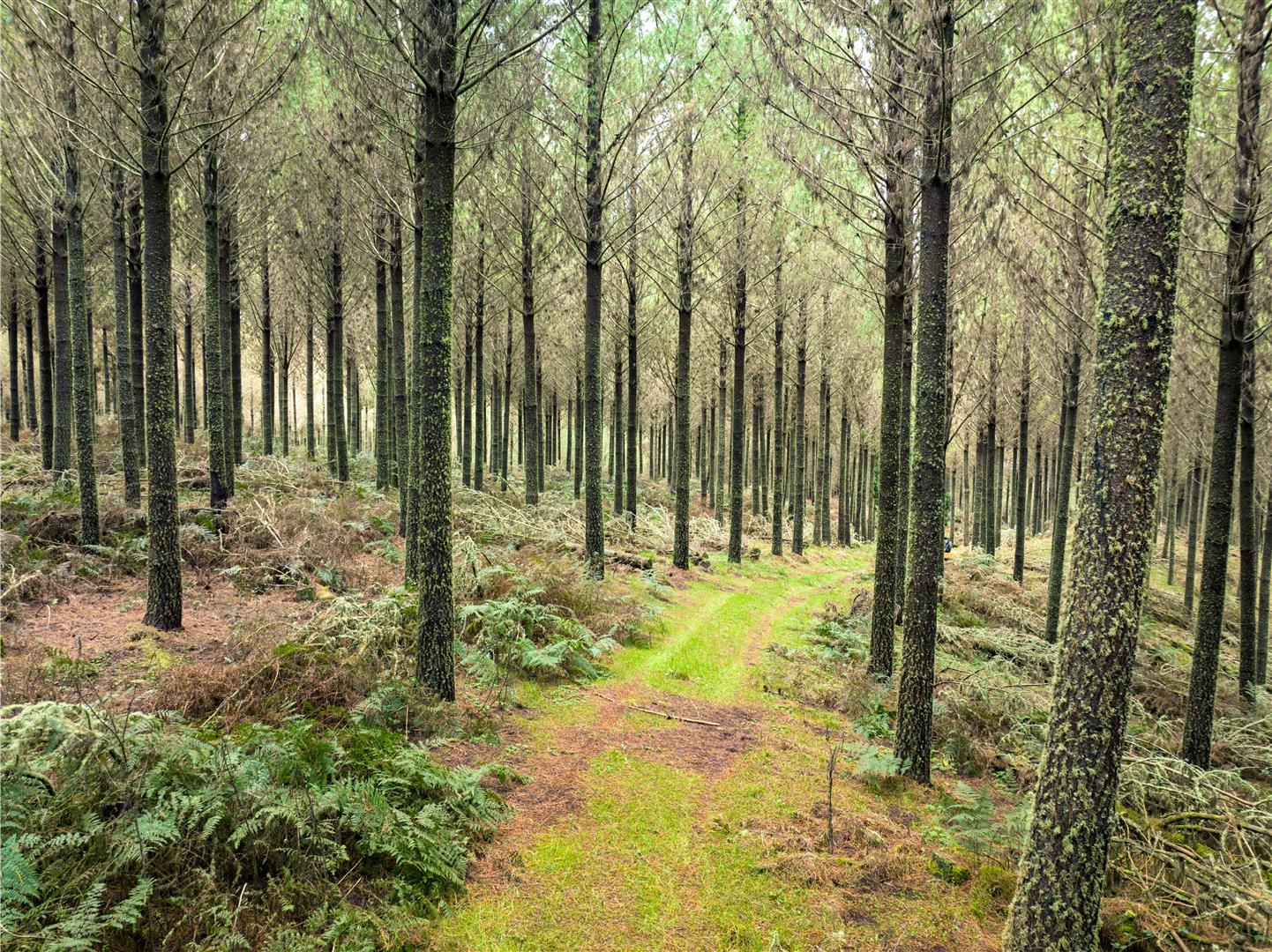 Hingarae Forest - UNDER CONTRACT
