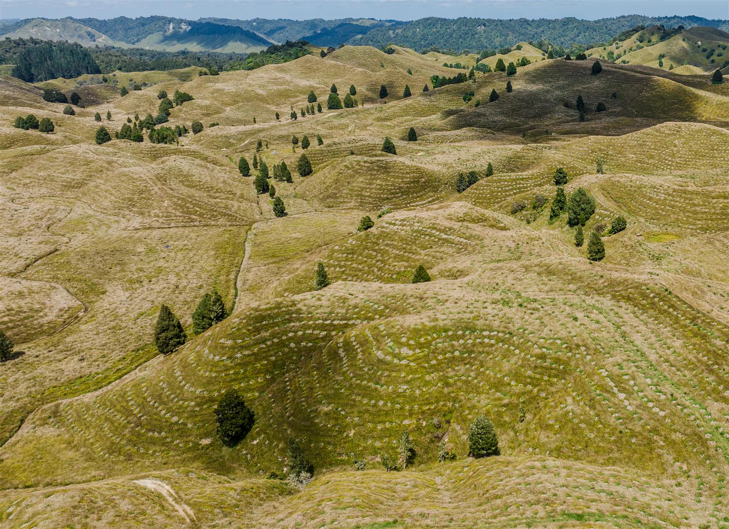 Mangapapa Forest – 503 ha* NSA