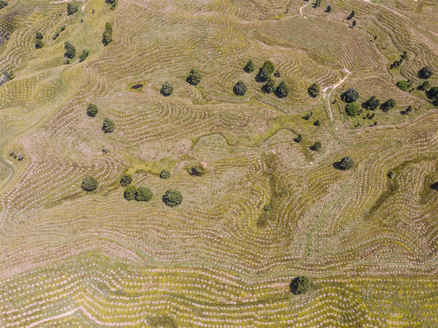 Mangapapa Forest – 503 ha* NSA