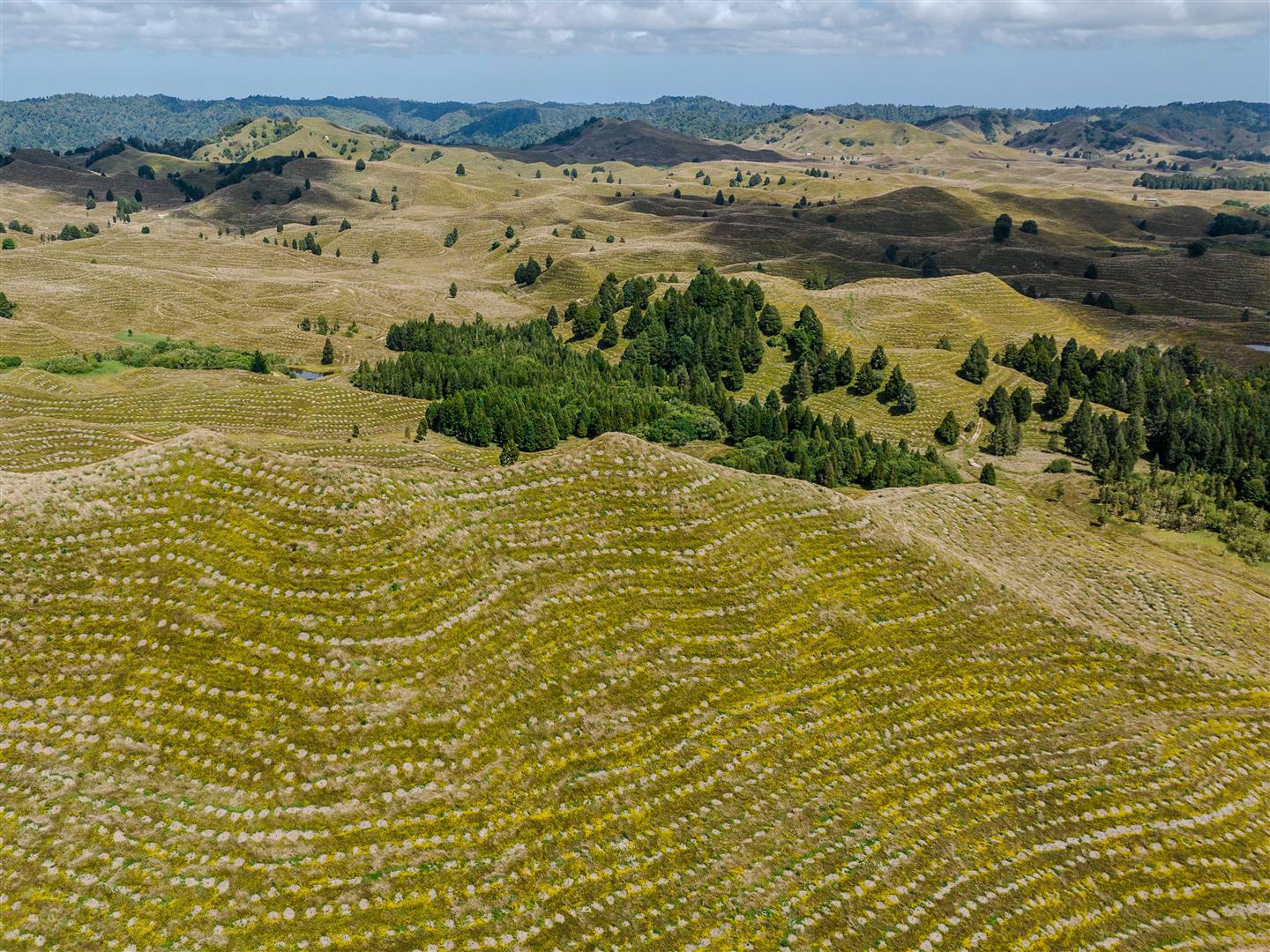 Mangapapa Forest – 503 ha* NSA