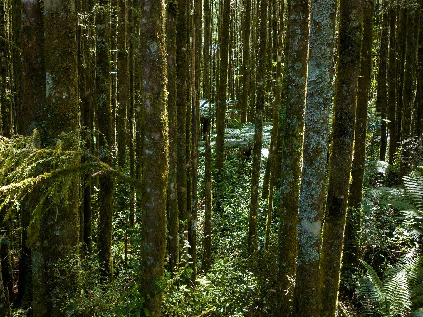 Mangapapa Forest – 503 ha* NSA