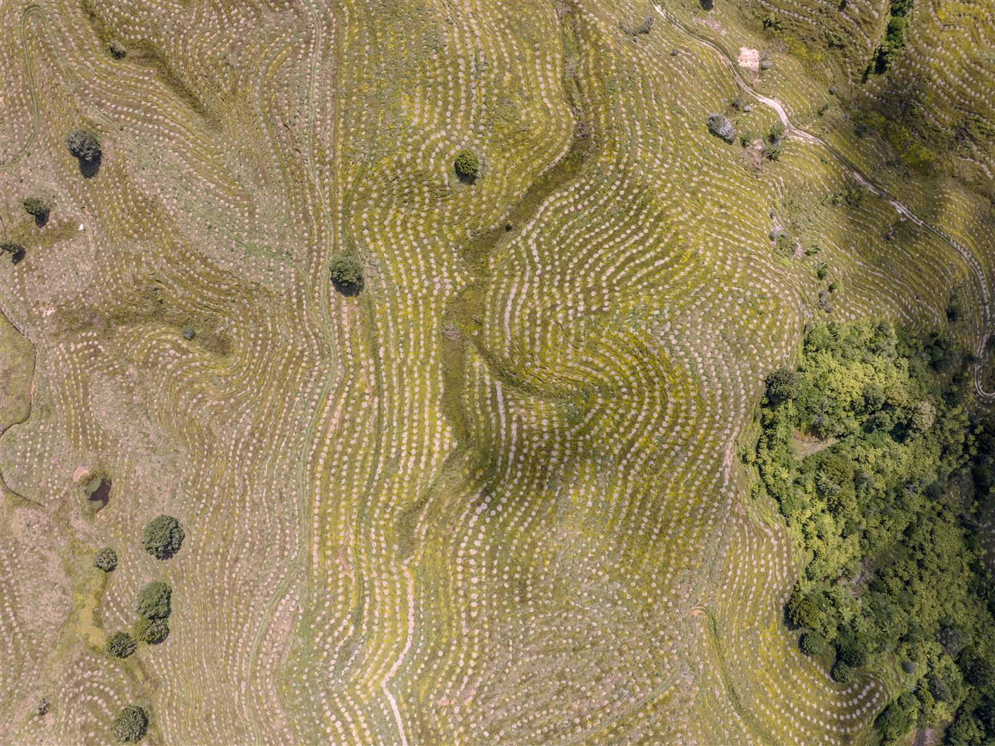 Mangapapa Forest – 503 ha* NSA
