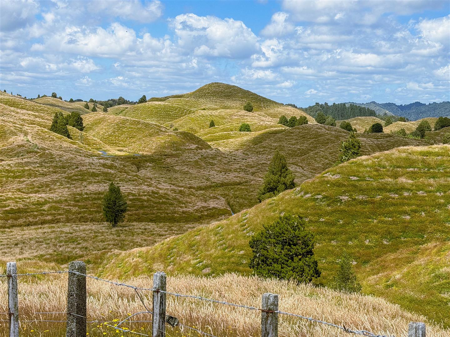 Mangapapa Forest – 503 ha* NSA