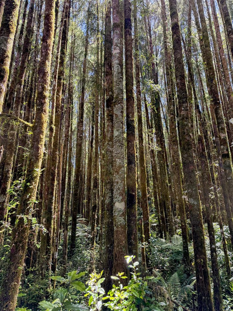 Mangapapa Forest – 503 ha* NSA
