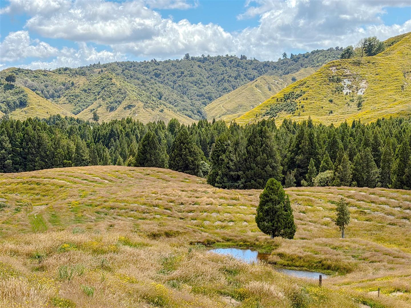 Mangapapa Forest – 503 ha* NSA