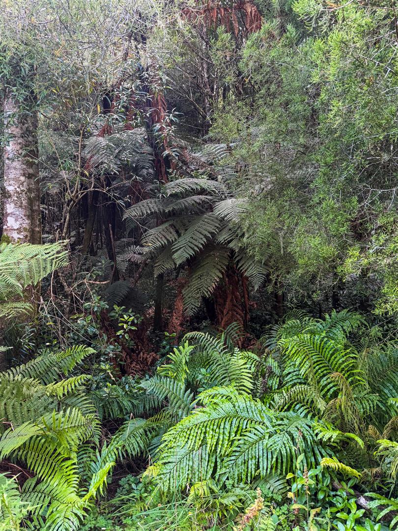Mangapapa Forest – 503 ha* NSA