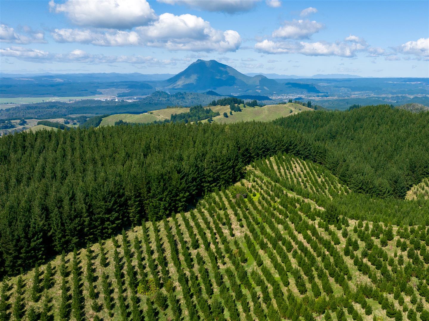 Manawahe Forest – 328 ha* NSA