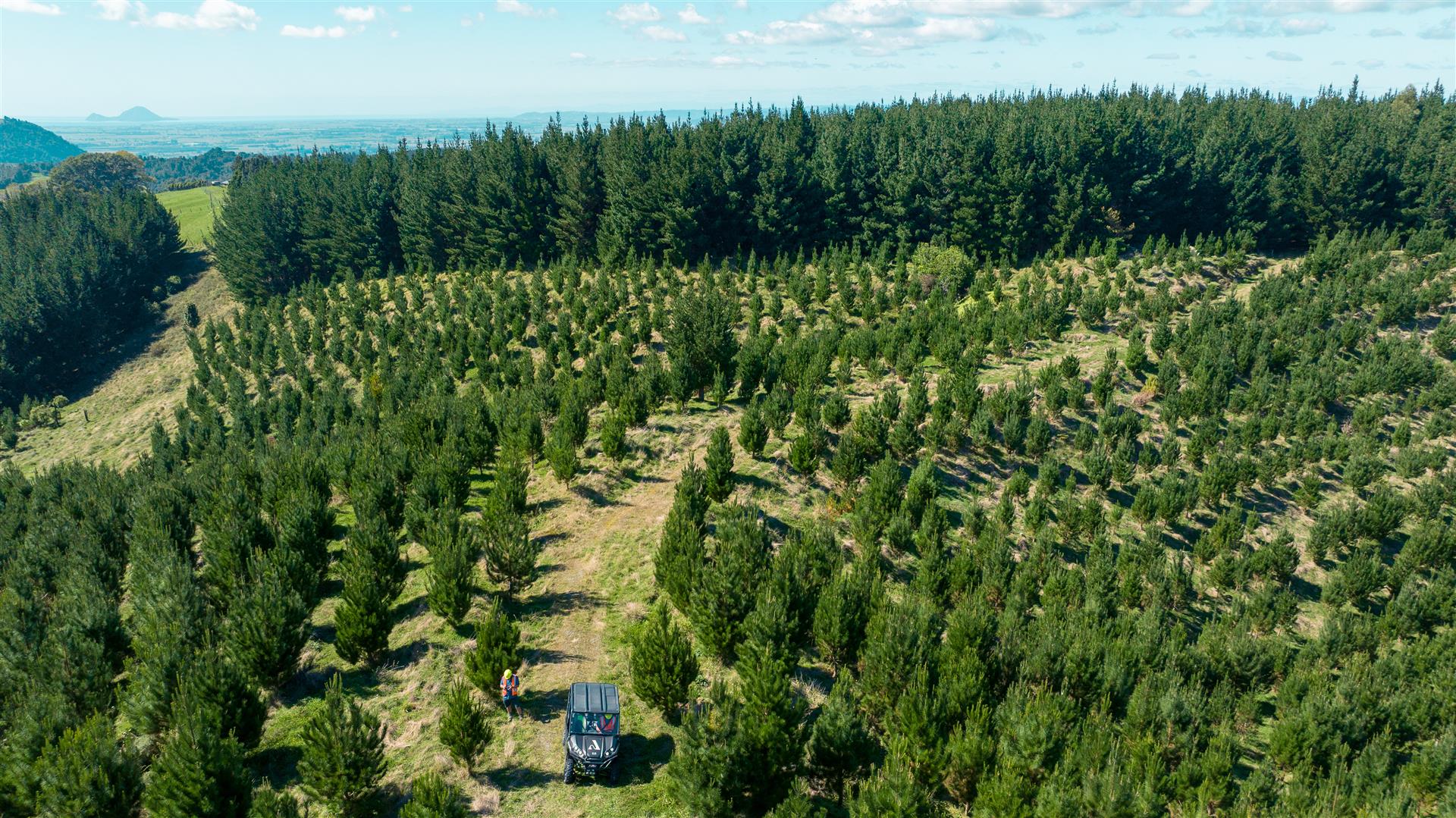 Manawahe Forest – 328 ha* NSA
