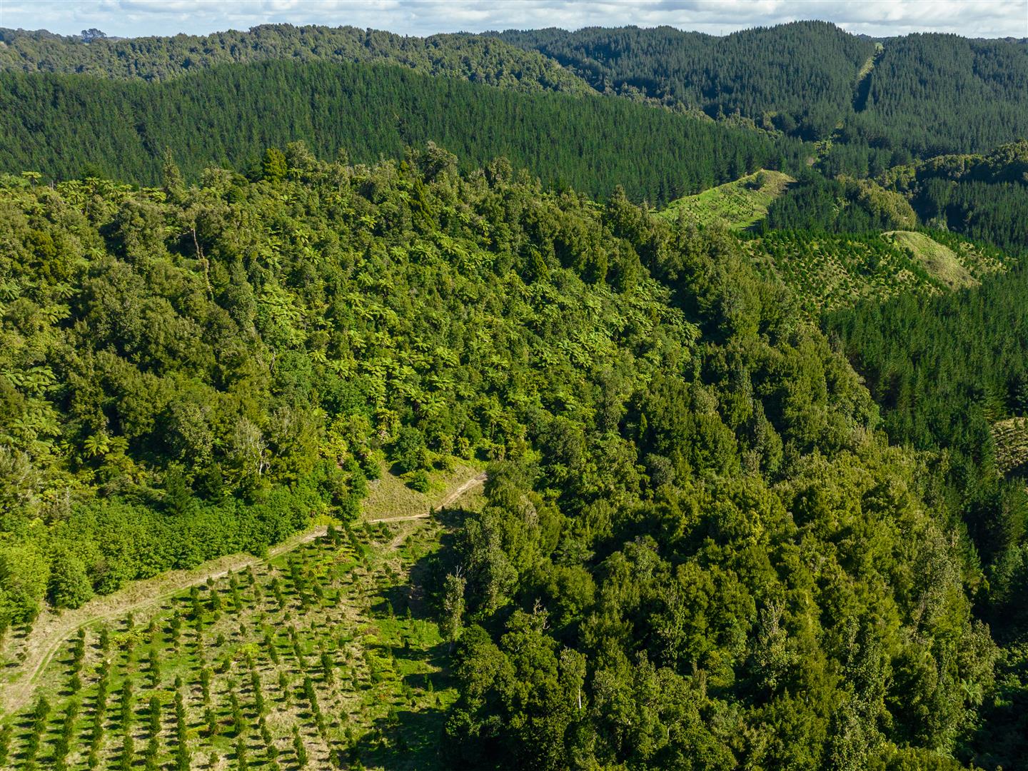 Manawahe Forest – 328 ha* NSA