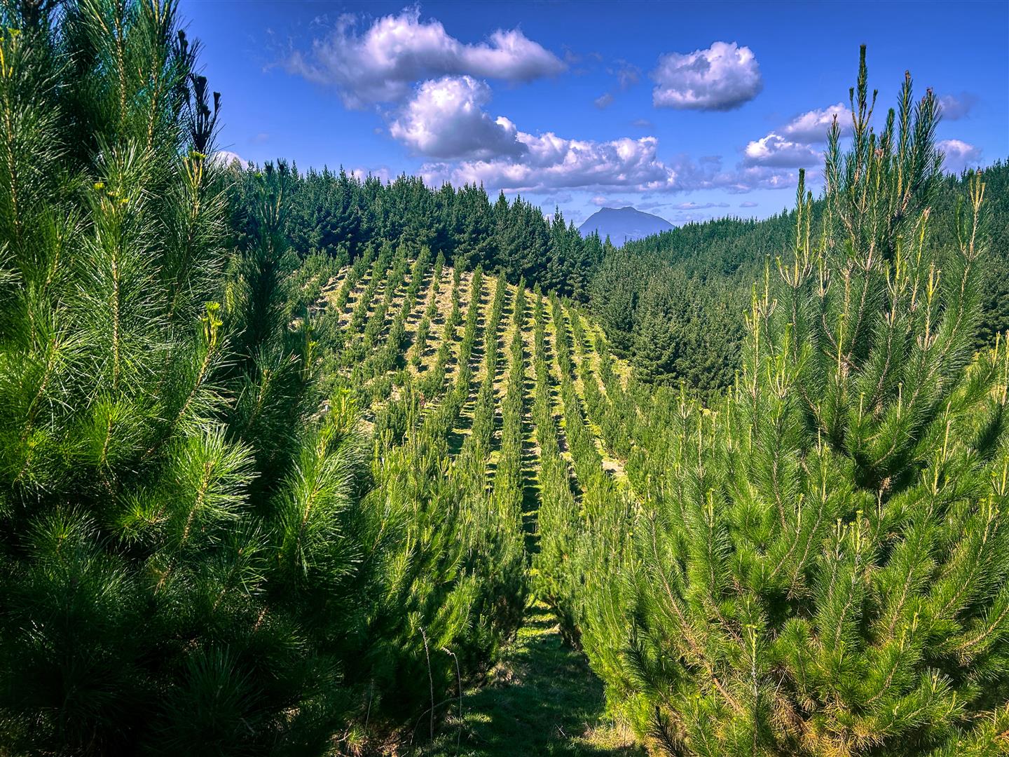 Manawahe Forest – 328 ha* NSA