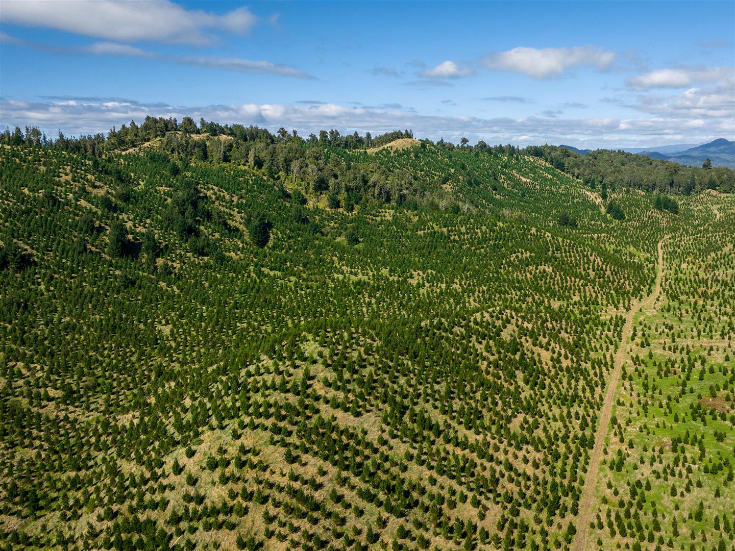 Manawahe Forest – 328 ha* NSA