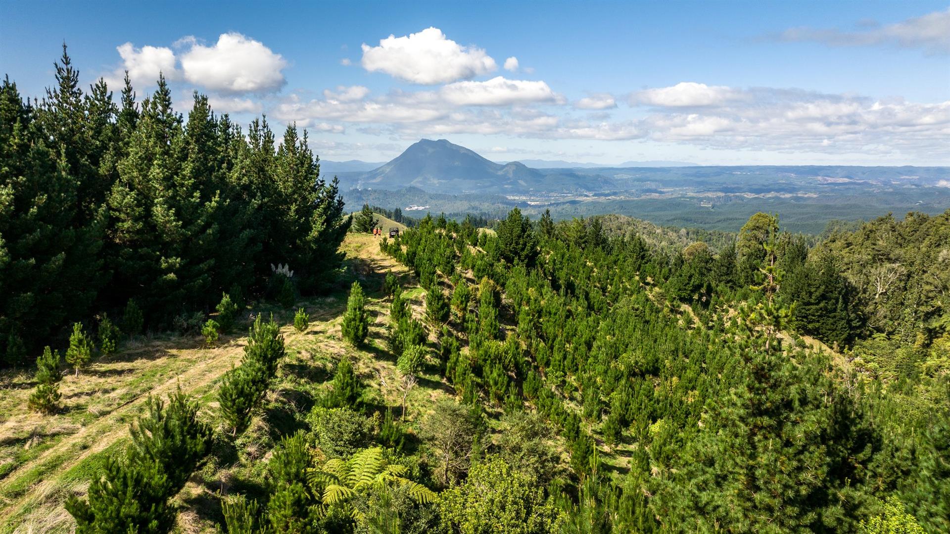 Manawahe Forest – 328 ha* NSA