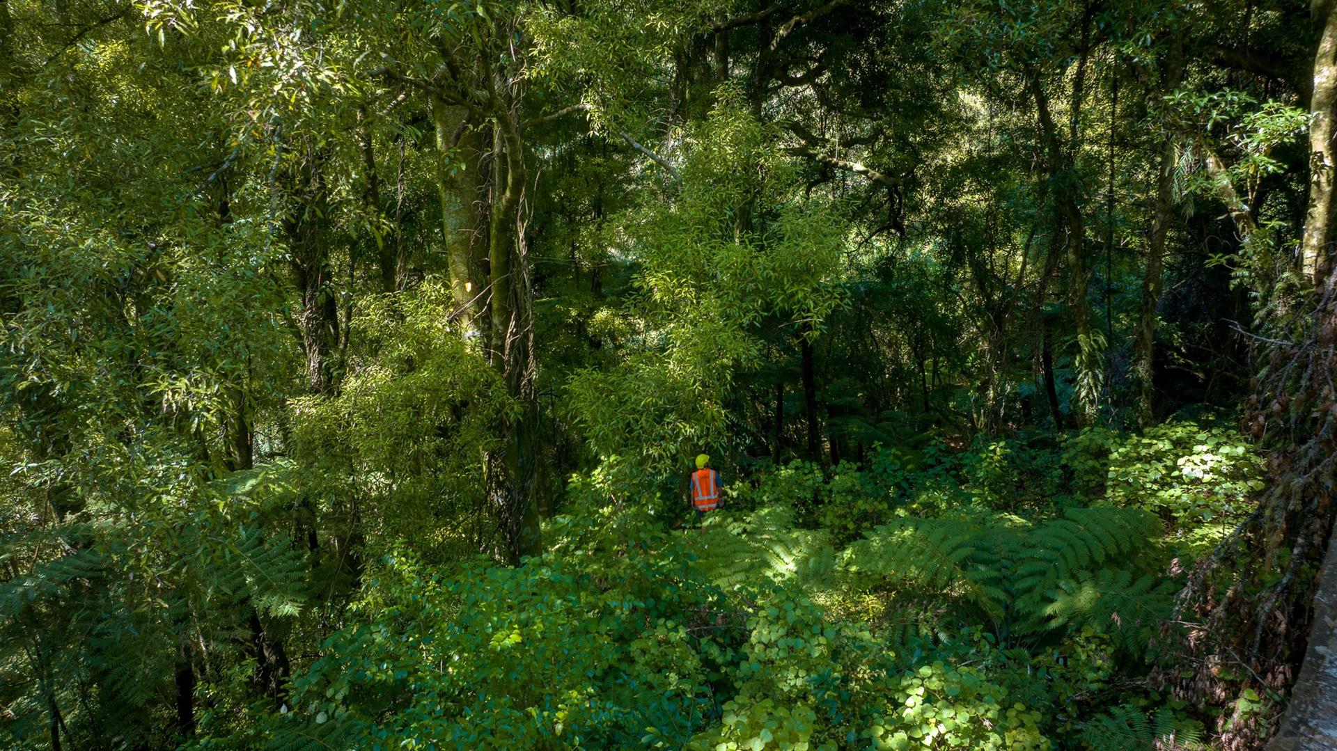Manawahe Forest – 328 ha* NSA