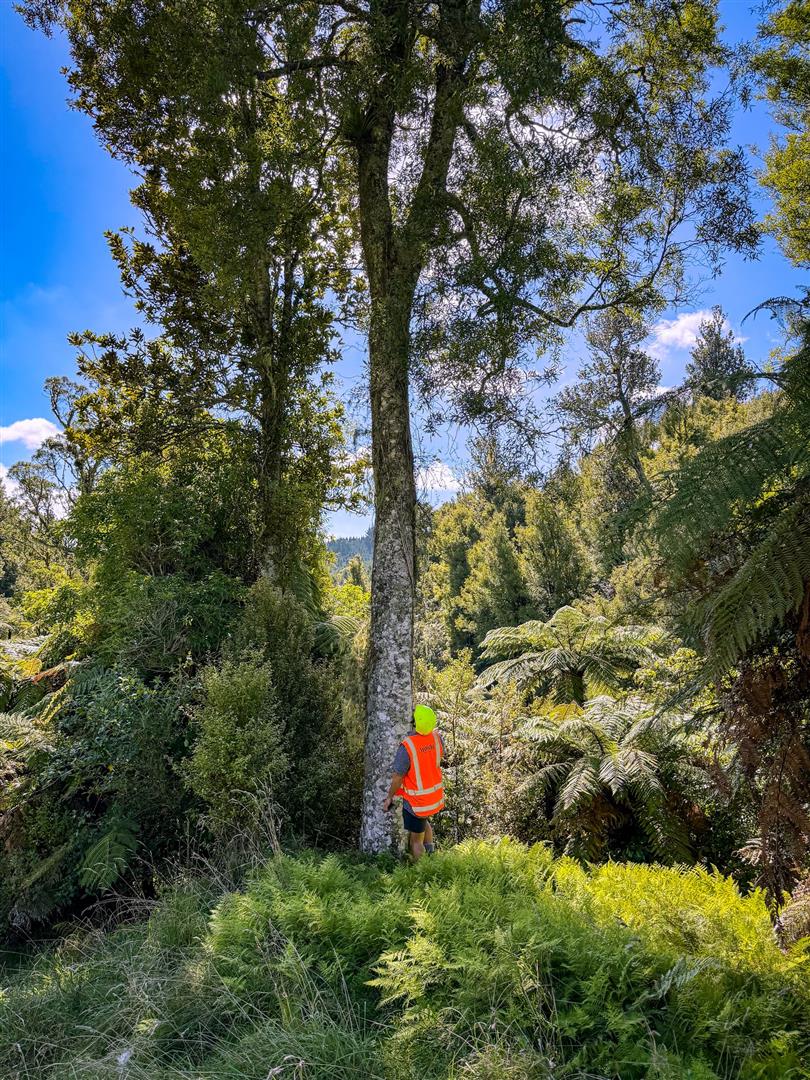 Manawahe Forest – 328 ha* NSA