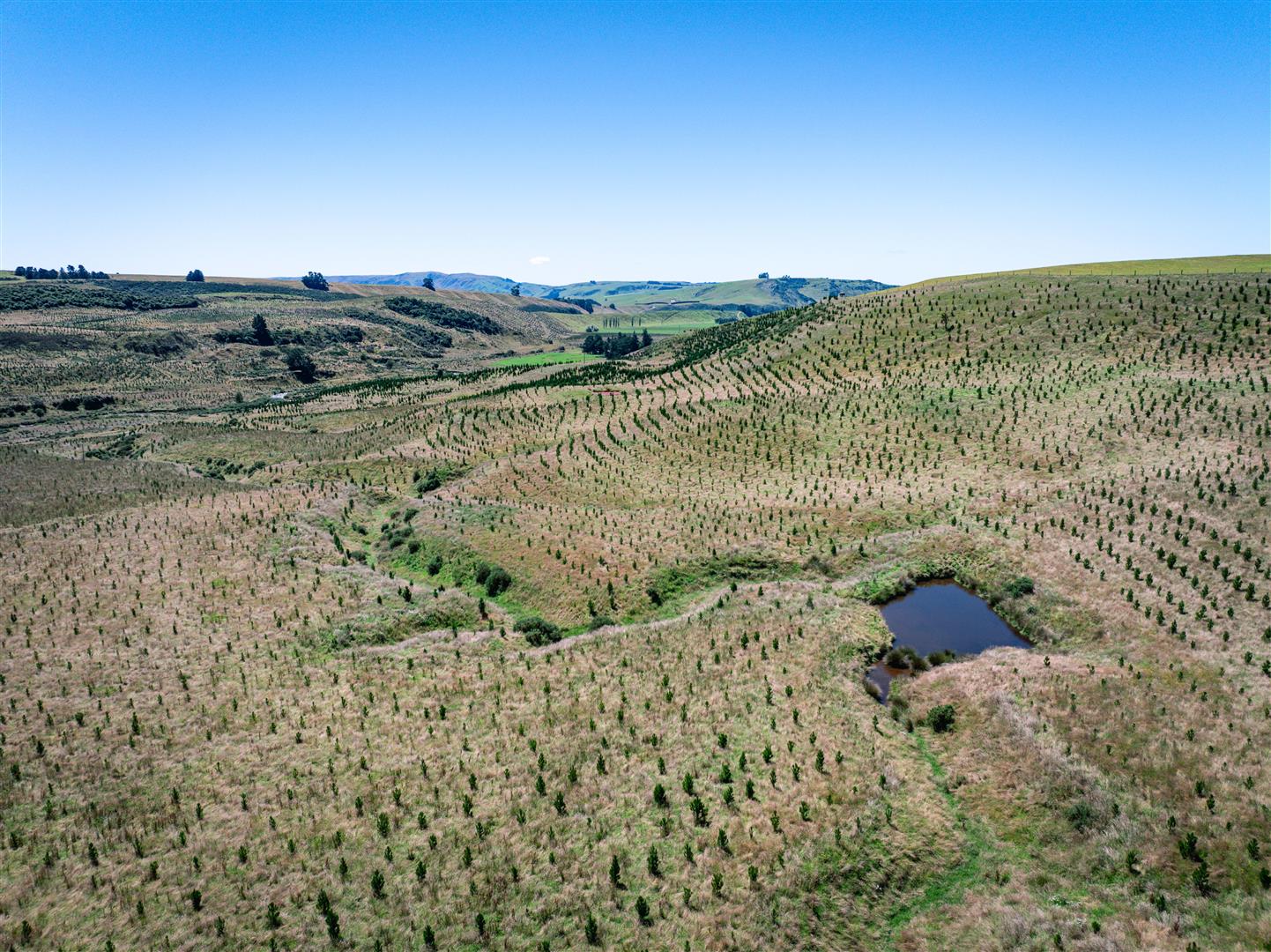 Glenshee Forest – 404 ha* NSA