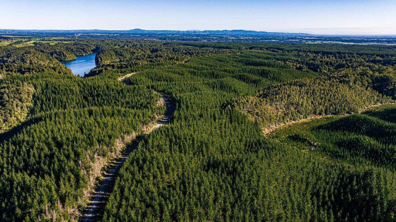 Matahina & Rotoehu Collective – 13,000 ha* Forestry Right