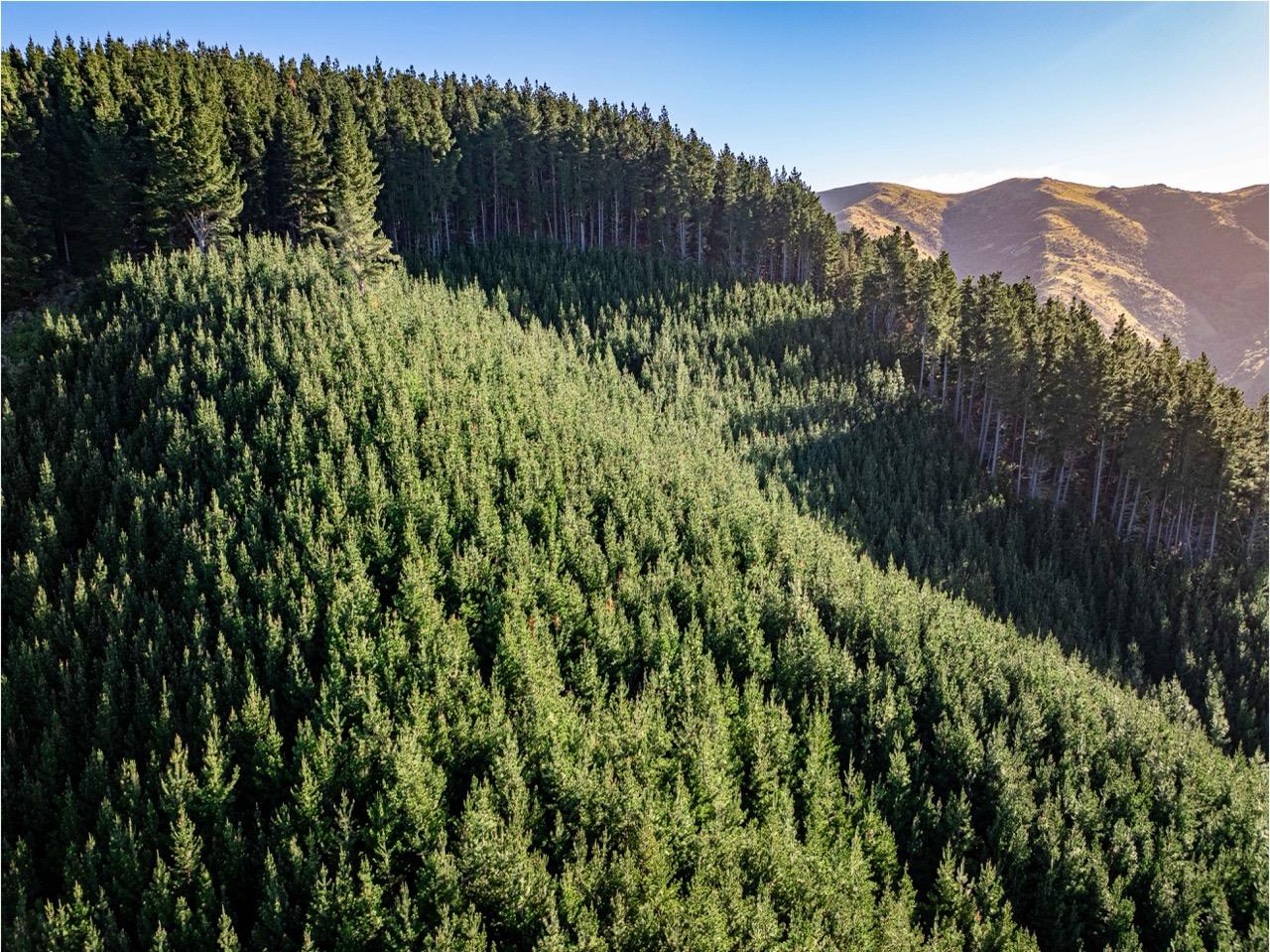 Blythe Forest – 82.3 ha* NSA
