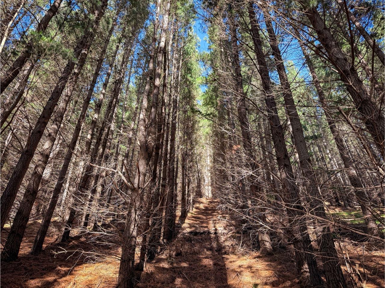 Blythe Forest – 82.3 ha* NSA