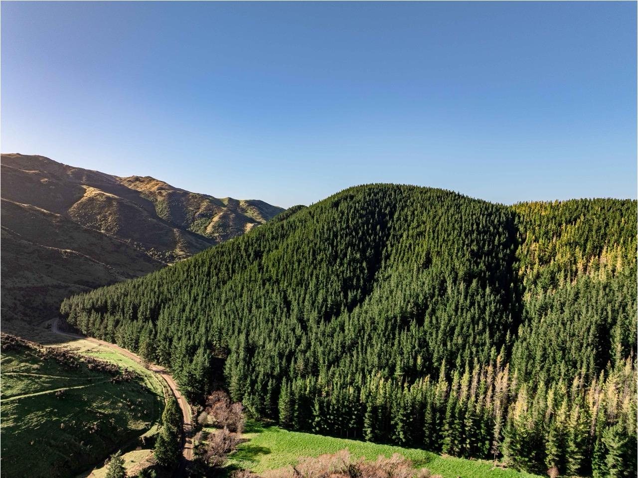 Blythe Forest – 82.3 ha* NSA